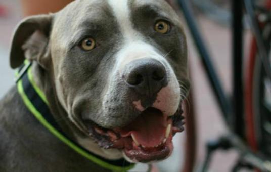  A Comedy Benefit Show for Rebound Hounds and Mr. Bones & Co.